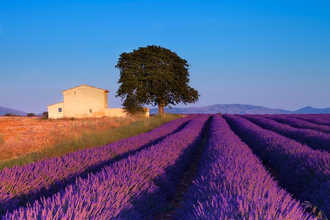 hotel 5 etoiles aix en provence I Excursion dans les champs de lavande de Provence au départ d'Aix-en-Provence